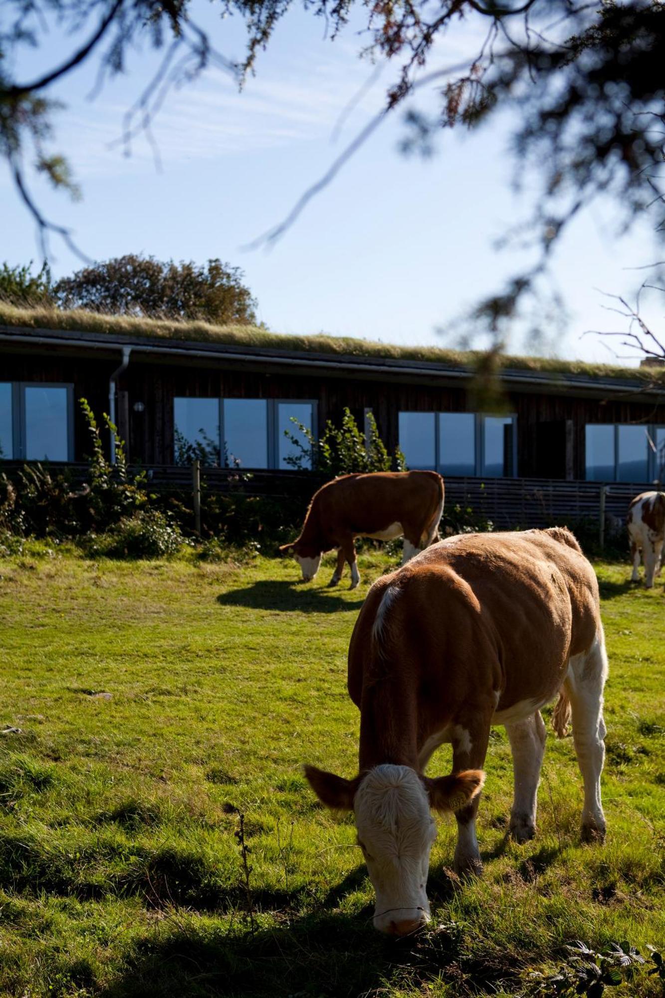 Hotell Och Restaurang Hovs Hallar Båstad المظهر الخارجي الصورة